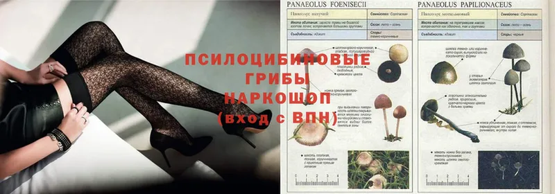 Галлюциногенные грибы Psilocybe  Купино 